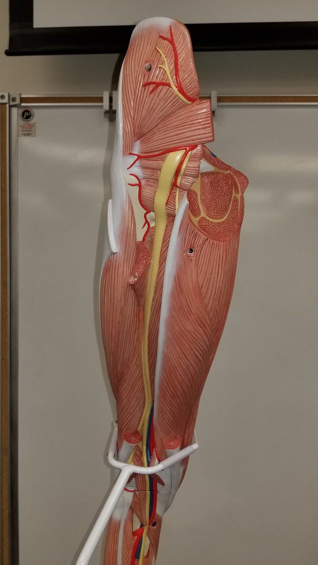 Chapter 23 Cardiovascular system - Biology 4 Human AnatomyProfessor