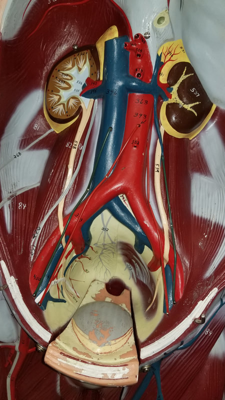 Chapter 23 Cardiovascular system - Biology 4 Human AnatomyProfessor