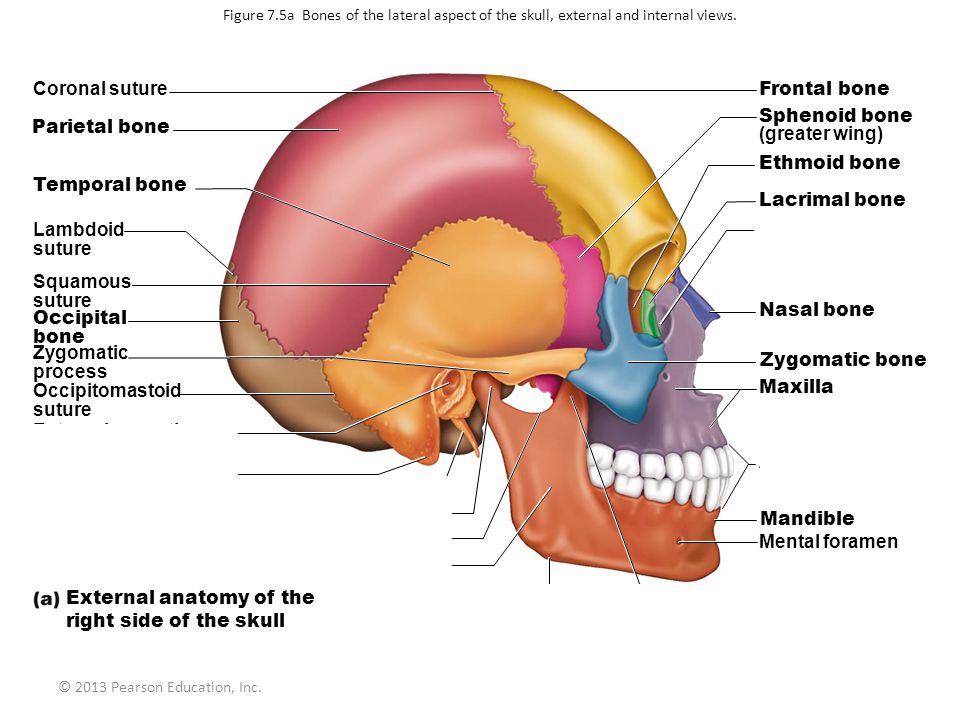 Axial Skeleton  Learn Skeleton Anatomy