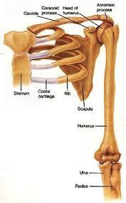 Chapter 8 Appendicular Skeleton - Biology 4 Human AnatomyProfessor ...